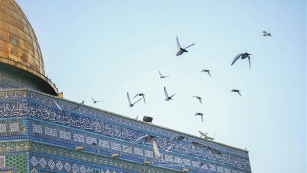 طيور القدس السابحة