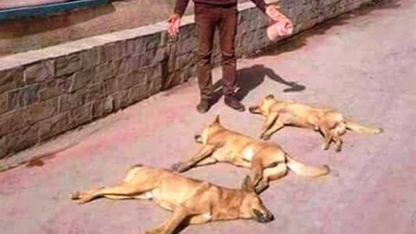 مجزرة كلاب
