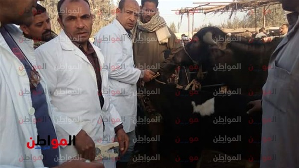 حملة لتحصين الحيوانات