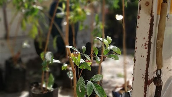 جامعة سوهاج