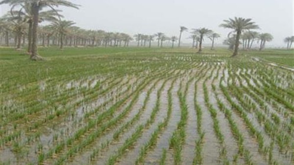 زراعة الأرز