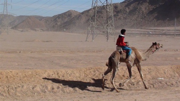 رياضة الهجن