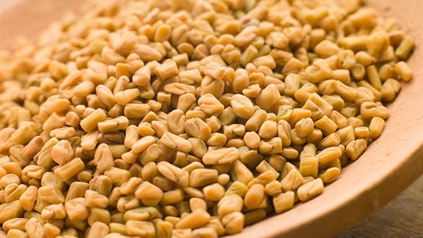 الحلبة