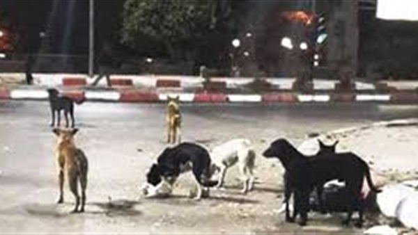 الكلاب تعثر عي جثة