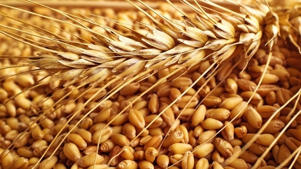 أسعار القمح