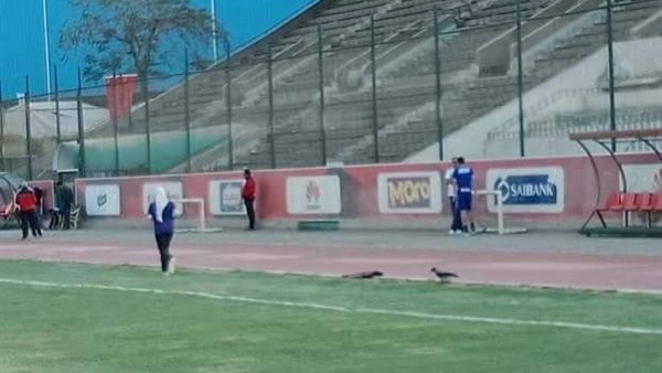 علاء مهيب و نيدفيد