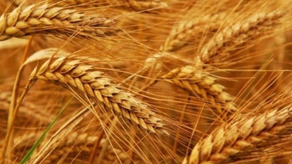 سعر القمح