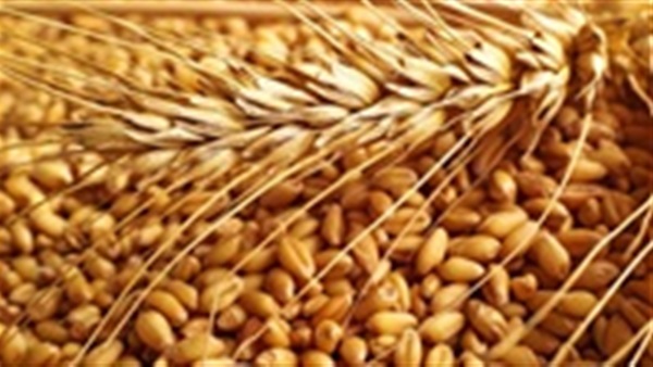 القمح الأمريكى