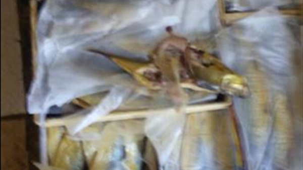 رنجة فاسدة
