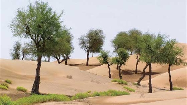 شبح التصحر