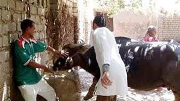 الحمى القلاعية-الغربية