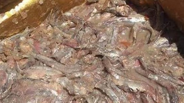 فسيخ فاسد-المنيا
