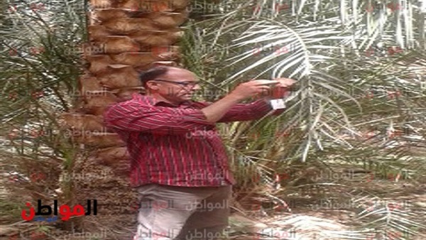المواطن