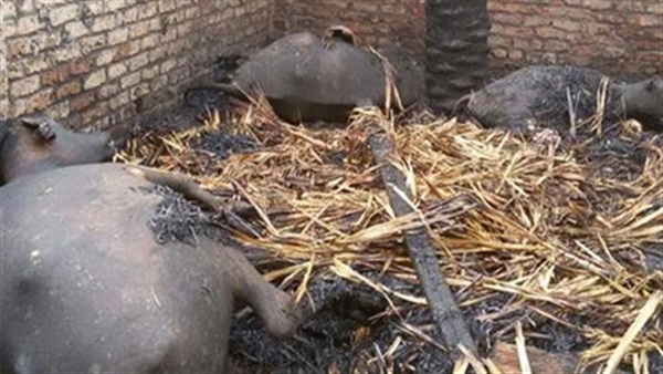 حريق بماشية