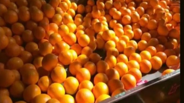 البرتقال المصري