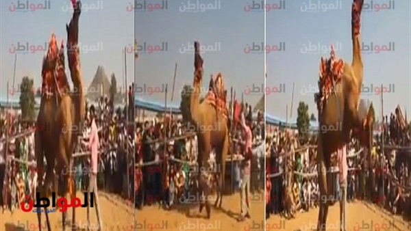 المواطن