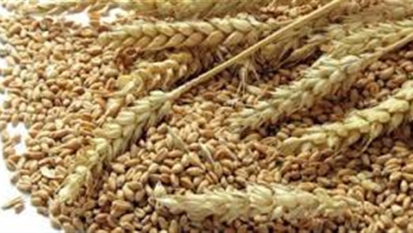 أسعار القمح