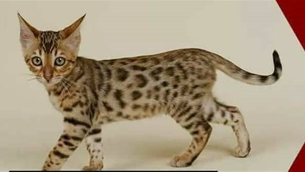 اسعار القطط