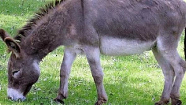 أرشيفية