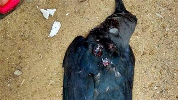 حملة لاصطياد الغربان