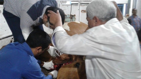 ضبط أحد المواشي-