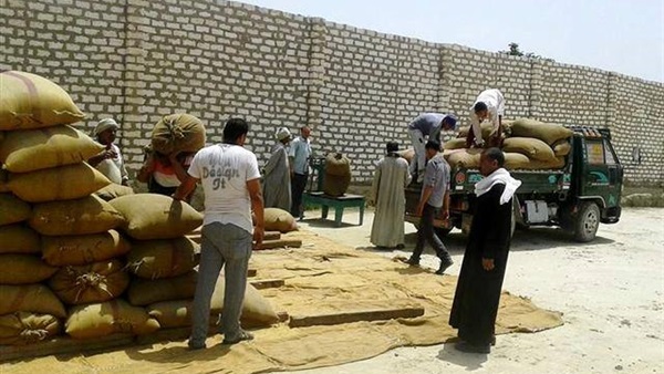 توريد القمح
