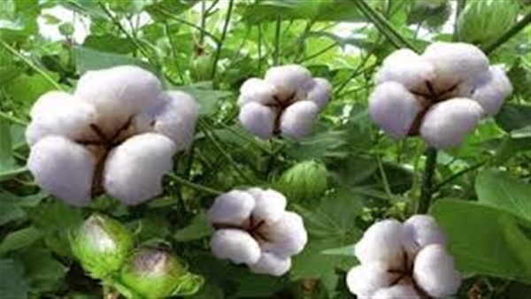 اسعار القطن