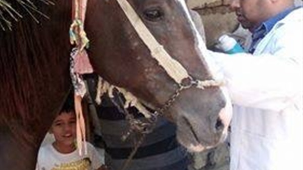 بيطرى الدقهلية