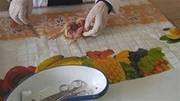 تشريح الكتكوت