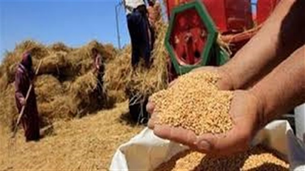 توريد القمح
