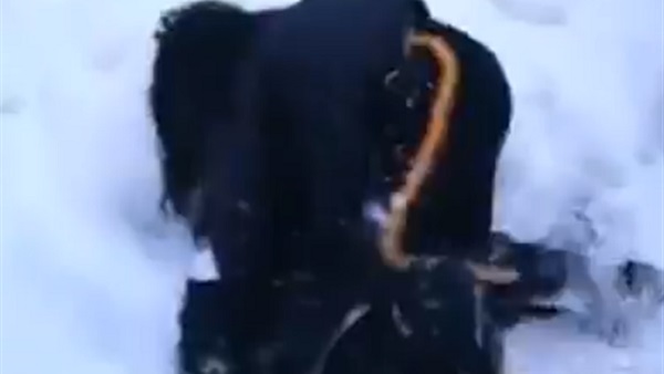 شيرين عبد الوهاب