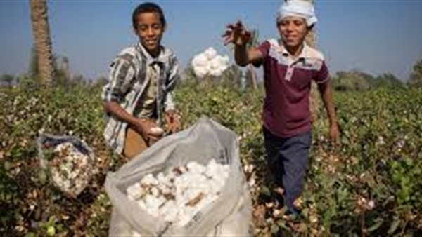 القطن المصري