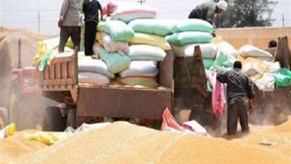 توريد القمح