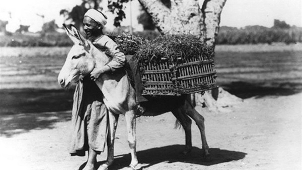 فلاح في مصر