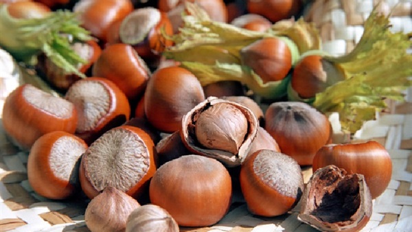 فوائد البندق