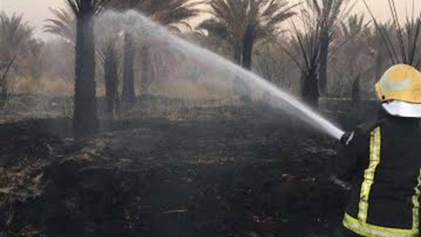 حريق نخيل