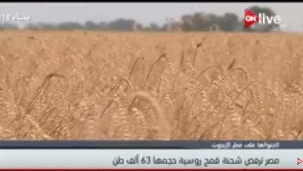 مصر ترفض شحنة قمح