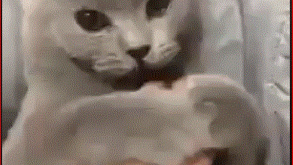 قطة