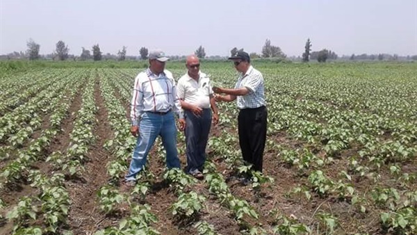 زراعة القطن