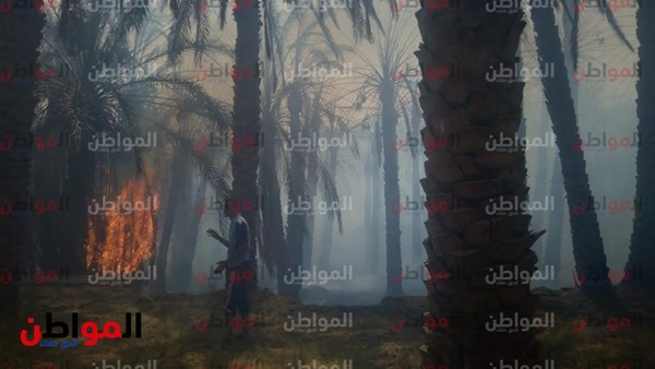 حريق-الوادي الجديد