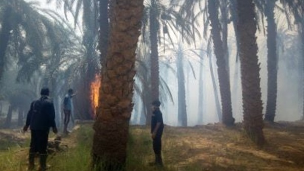 حريق الجناين-الوادي