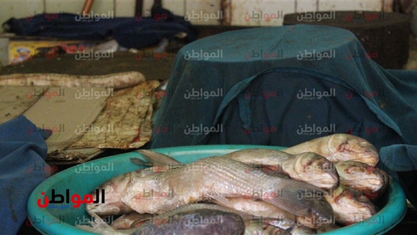 المواطن