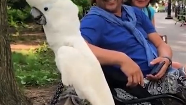 ببغاء