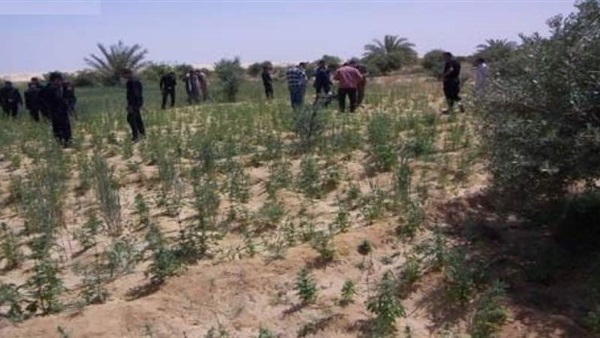 مزرعة بانجو بالشرقية