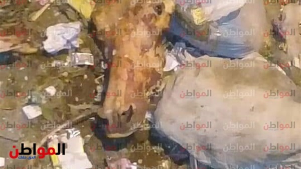 رأس وعظام حمار-المحلة