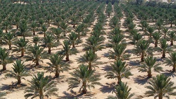 زراعة النخيل-الوادي