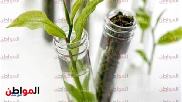 شاي نيوباي