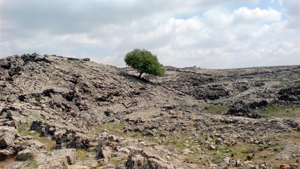 مدينة اللجاة