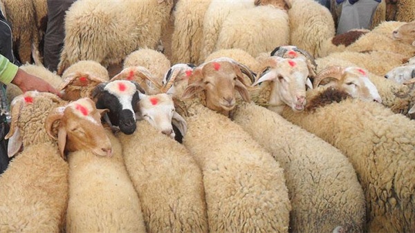 صورة ارشيفية