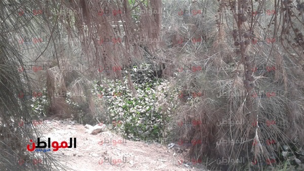 المواطن